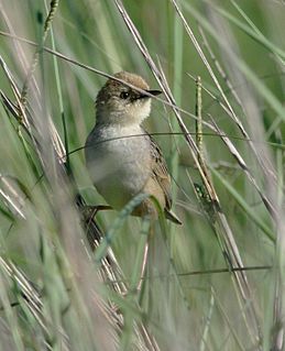 Pale-crowned cisticola Species of bird