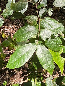 Palmeria racemosa.jpg