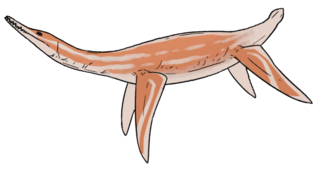 <i>Palmulasaurus</i> Extinct genus of reptiles