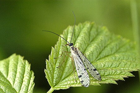 Panorpa alpina