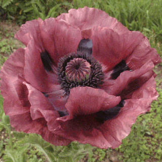 <span class="mw-page-title-main">Papaver orientale 'Patty's Plum'</span> Flowering plant in the poppy family Papaveraceae