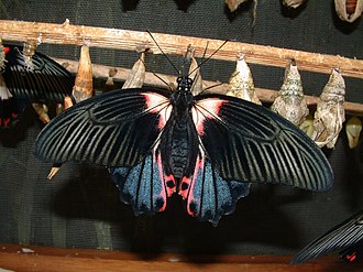 Papilio rumanzovia 2.jpg