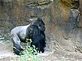 Westlicher Gorilla, Männchen