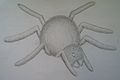 Pencil Drawing - Spider.JPG