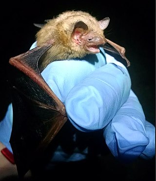 <span class="mw-page-title-main">Tricolored bat</span> Species of bat