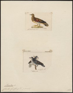 Peristera geoffroyi - 1700-1880 - Print - Iconographia Zoologica - Special Collections University of Amsterdam - UBA01 IZ15600213.tif