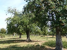 Mature perry pear orchard at Wick Court, near Arlingham: As usual in traditional perry orchards, the trees are of extremely large size. Perry Pear Orchard, Wick Court (geograph 2567501).jpg