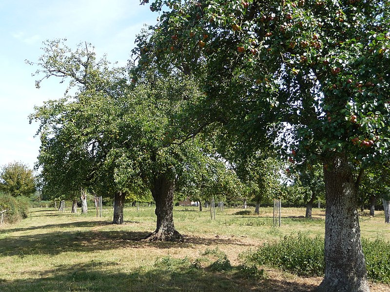 File:Perry Pear Orchard, Wick Court (geograph 2567501).jpg