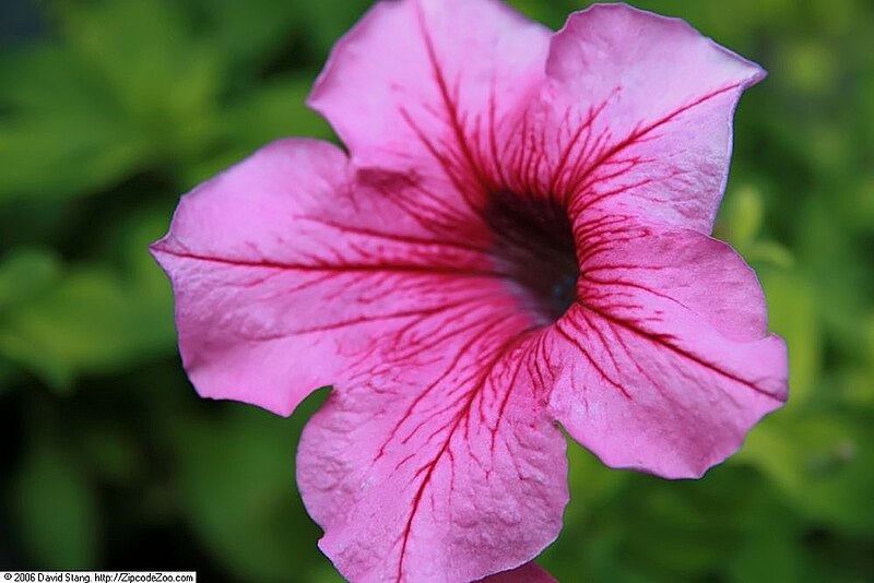 File:Petunia grandiflora Daddy Orchid 1zz.jpg