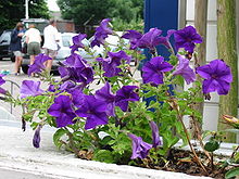 Pétunia violet.JPG