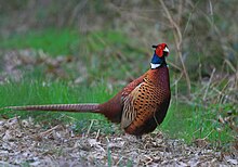 Profile of a large brown bird with a green and red head and a white collar