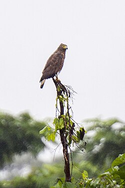Philippine Serpent Eagle - Subic - Philippines H8O9490 (15475769081).jpg