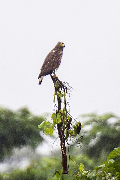 File:Philippine Serpent Eagle - Subic - Philippines H8O9490 (15475769081).jpg