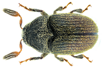 Phloeotribus scarabaeoides (Bernard 1788)