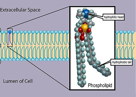 Phospholipid arrangement in cell membranes.