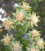 Phylica nitida (flowers), on Réunion island