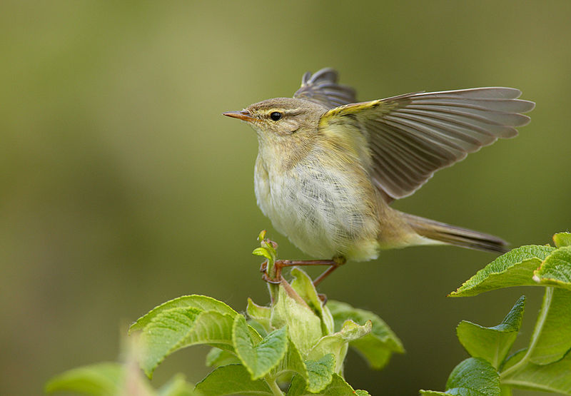 File:Phylloscopus trochilus vogelartinfo chris romeiks CHR4730.jpg