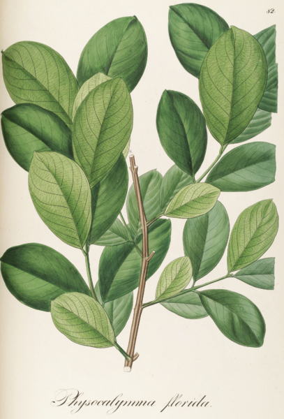 File:Physocalymma scaberrimum Pohl82.png