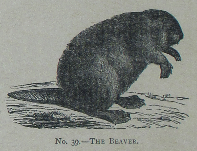 File:Picture Natural History - No 39 - The Beaver.png