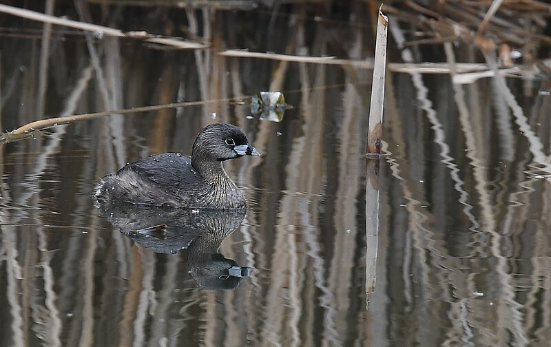 File:Pied-billed Grebe - 51130068953.jpg