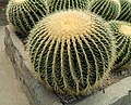* Nomination Kroenleinia Grusonii or the Golden Barrel Cactus at Pine View Nursery, Kalimpong --Sumitsurai 20:22, 25 August 2023 (UTC) * Decline  Oppose Sorry: insufficient DoF --F. Riedelio 06:31, 2 September 2023 (UTC)
