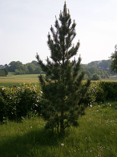 File:Pinus cembra 05.JPG