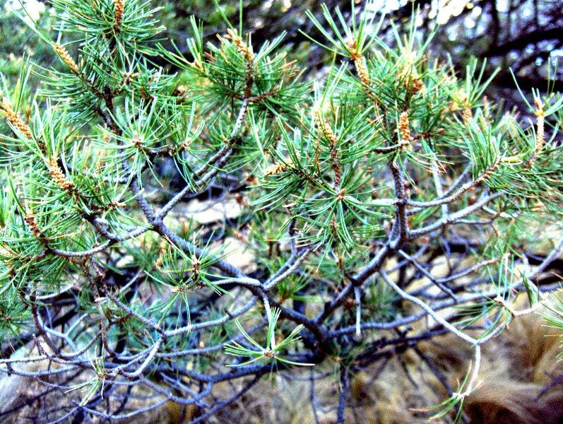 File:Pinus cembroides Big Bend NP.jpg