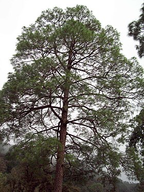 Pinus roxburghii tree.jpg