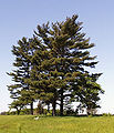 Veimutinės pušys (Pinus strobus)