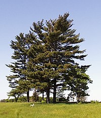 Trees, Sherburne NWR, Minnesota