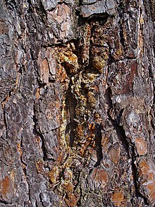 Pinus sylvestris Bark