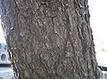 Pinus thunbergii1.jpg