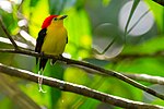 Thumbnail for Wire-tailed manakin