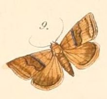 Pl.108-09-Eublemma speranslari (Felder & Rogenhofer, 1874) .JPG