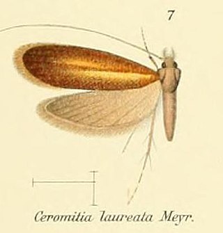 <i>Ceromitia laureata</i> Species of moth