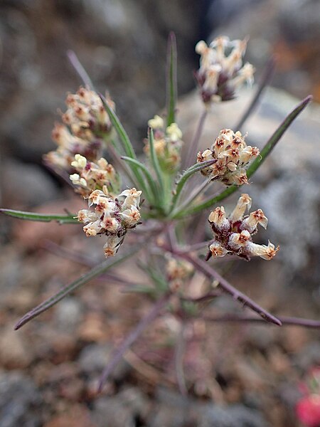 File:Plantago afra kz2.JPG