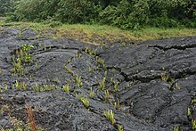 Pioneer species of plant growing in cracks on a solidified recently erupted lava flow in Hawaii Plants Colonizing a Lava Flow on Hawaii.jpg