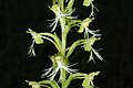 Platanthera lacera