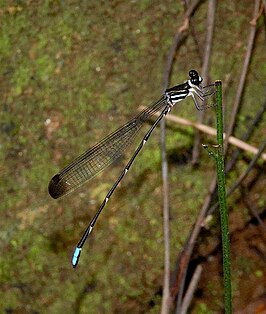 Platysticta apicalis