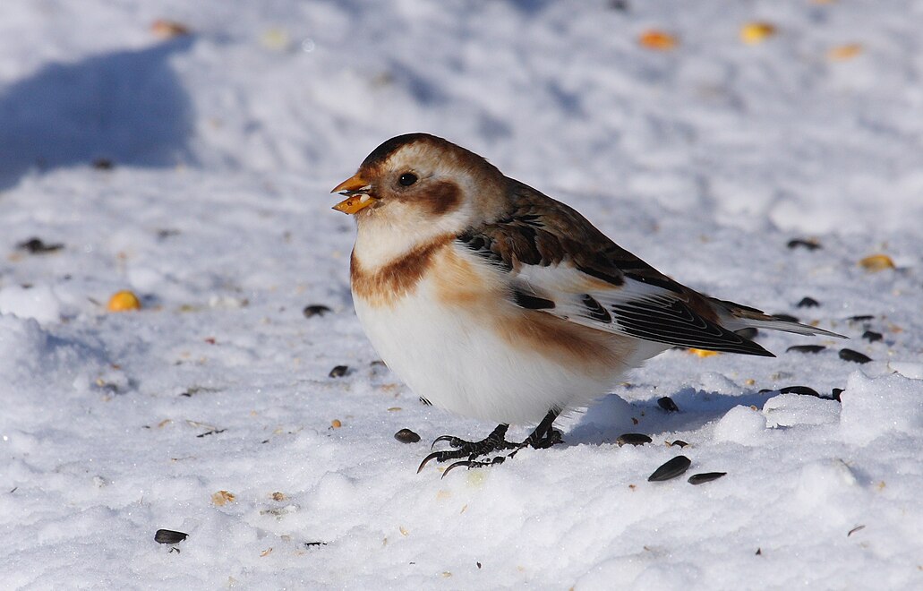 The snow bunting, another Arctic bird species breeding in the cliffs of Matusevich Fjord.