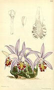 Pleione × lagenaria