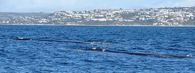 File:Plettenberg Bay Bryde's Whales 14.jpg