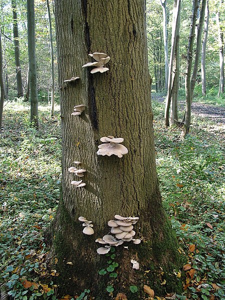 ไฟล์:Pleurotus_ostreatus_JPG6.jpg