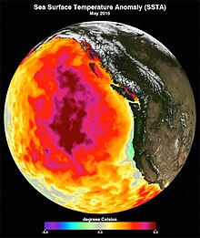 This data image shows the monthly average sea surface temperature for May 2015. Between 2013 and 2016, a large mass of unusually warm ocean water--nicknamed the blob--dominated the North Pacific, indicated here by red, pink, and yellow colors signifying temperatures as much as three degrees Celsius (five degrees Fahrenheit) higher than average. Data are from the NASA Multi-scale Ultra-high Resolution Sea Surface Temperature (MUR SST) Analysis product." Podaac blob colordata sst2015.jpg