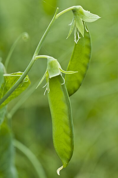 File:Pois ASCENCION Agri-Obtentions-9-cliche Jean Weber (23457051803).jpg