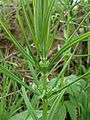 Kranssalomonszegel (Polygonatum verticillatum)