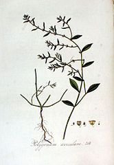 File Polygonum Aviculare Flora Batava Volume V3 Jpg Wikimedia Commons