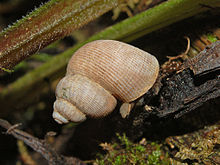 A live but inactive individual of Pomatias elegans Pomatiasidae - Pomatias elegans.JPG