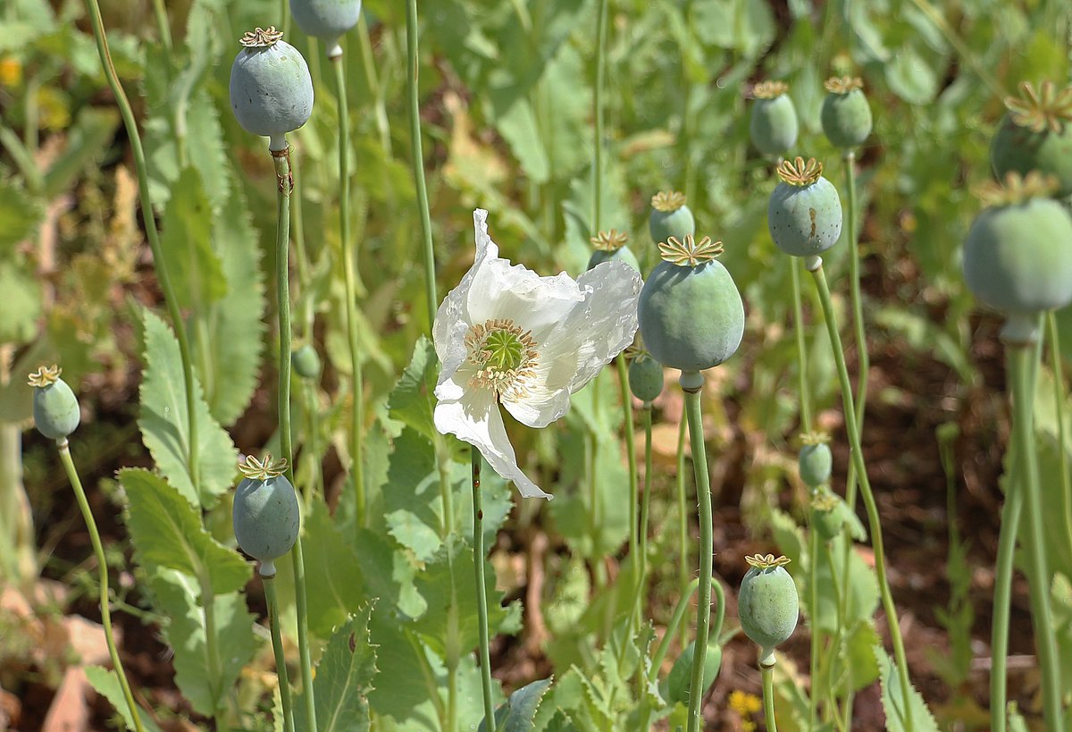 Papaver somniferum фото