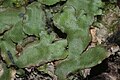 Marchantia quadrata